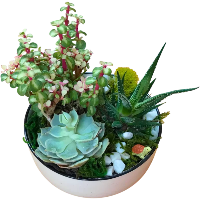 pottery painting studio mini garden succulent project