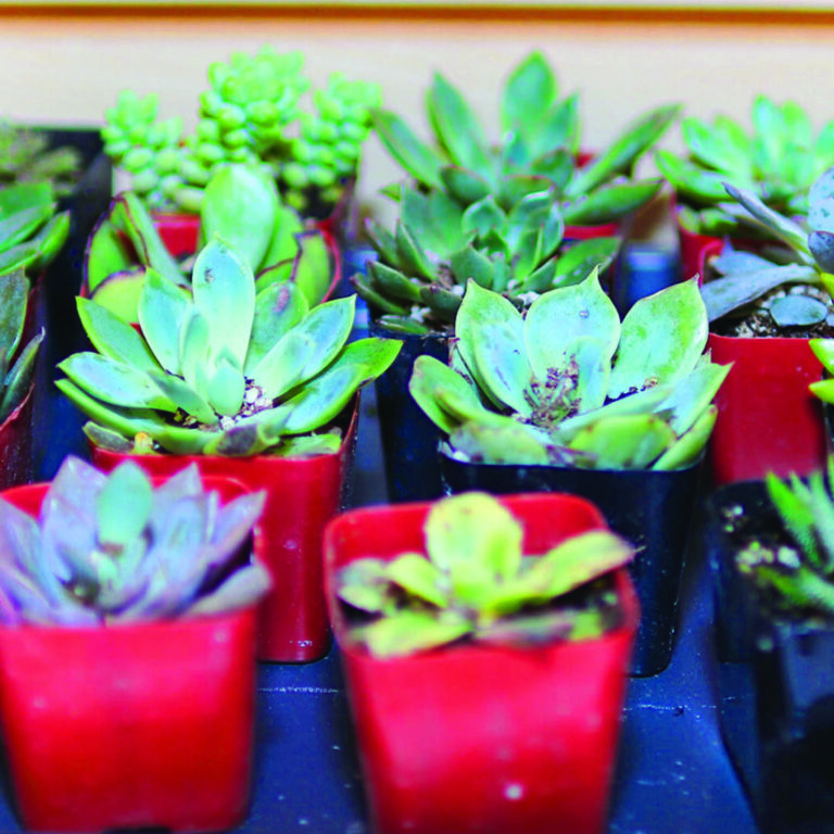 Succulent Plant Projects And DIY Crafts At The Hot Spot In Narberth, PA.